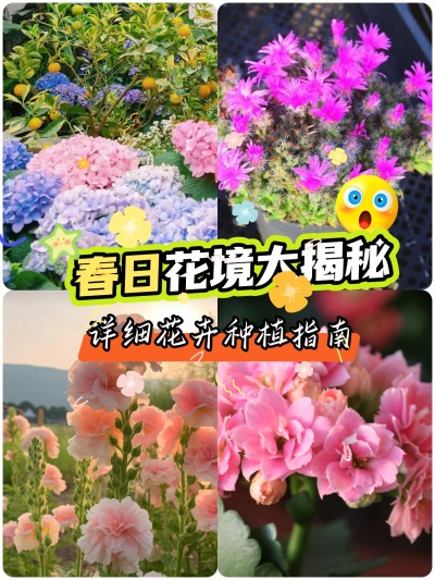这些花适合春天种！给你一片花海