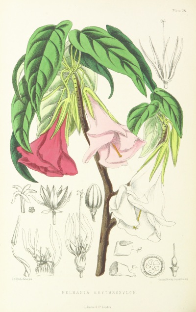 1875年出版的古书，精美绝伦的植物插图绘尽了拿破仑流放之地的圣赫勒拿岛的美丽