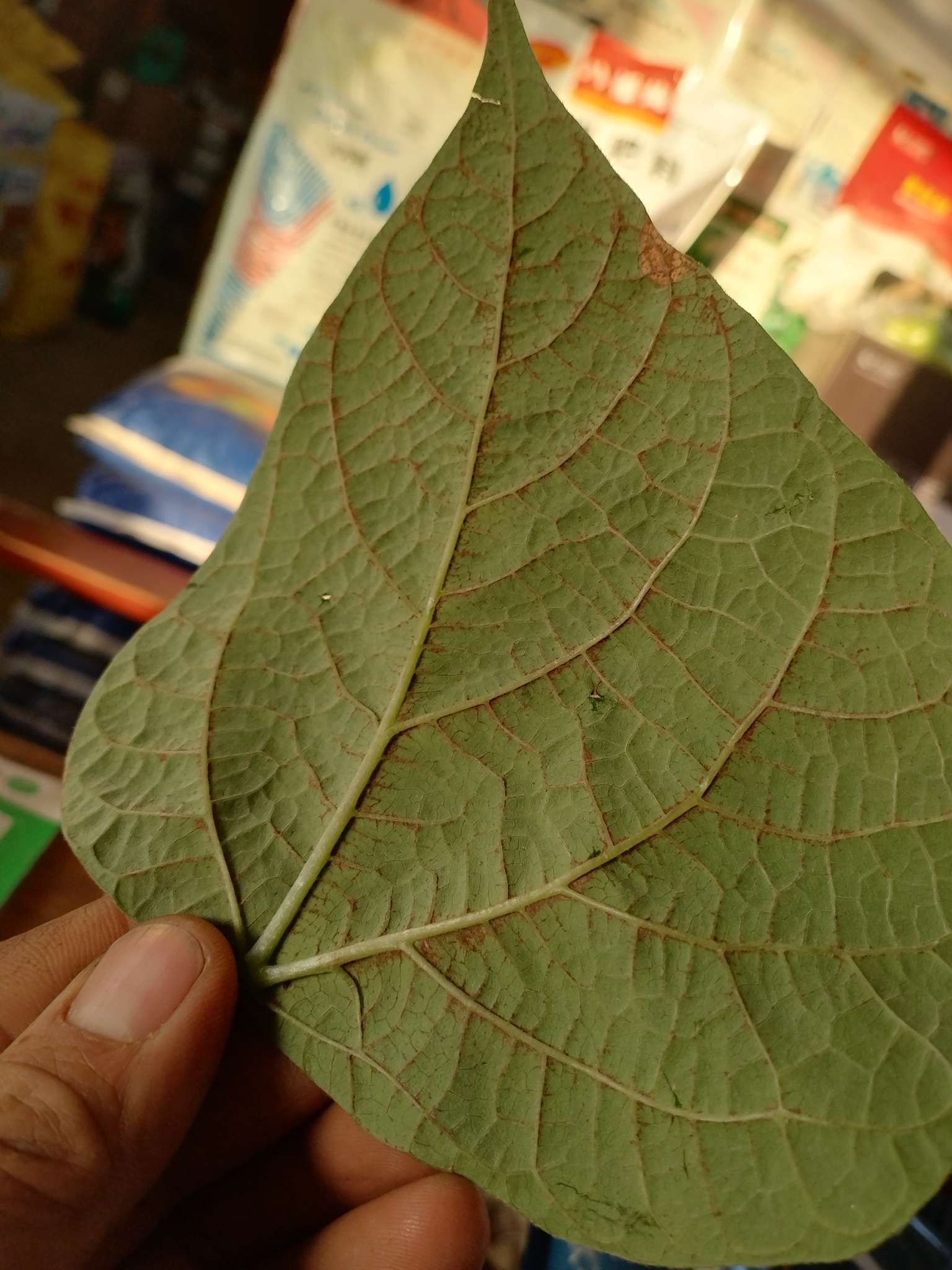 芸豆叶片咋的啦？
