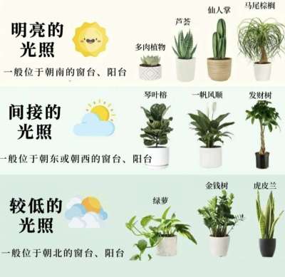 室内植物光照指南：不同朝向房屋的植物推荐