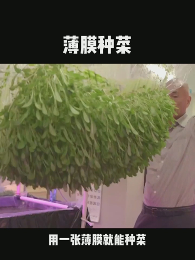 无土栽培的新模式，一张薄膜就能种菜，你见过吗？