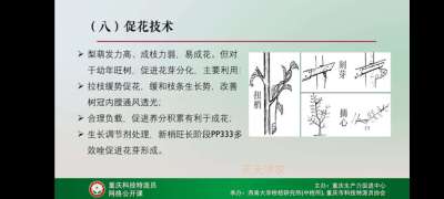 学习梨技术，提升自己。