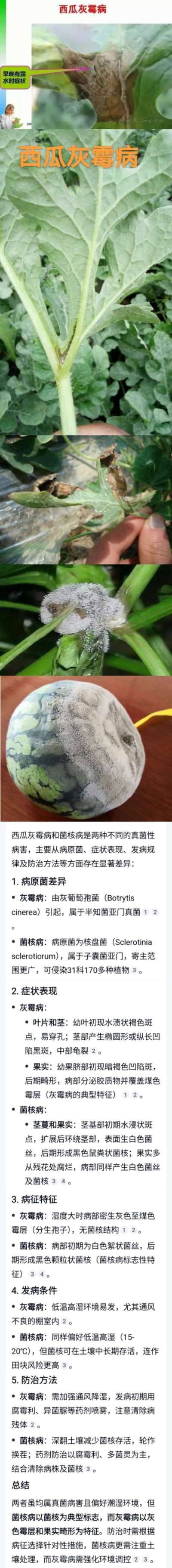 西瓜灰霉病和菌核病的识别