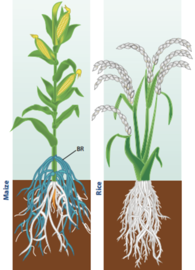 从叶子到根系：细致分析植物的生长需求