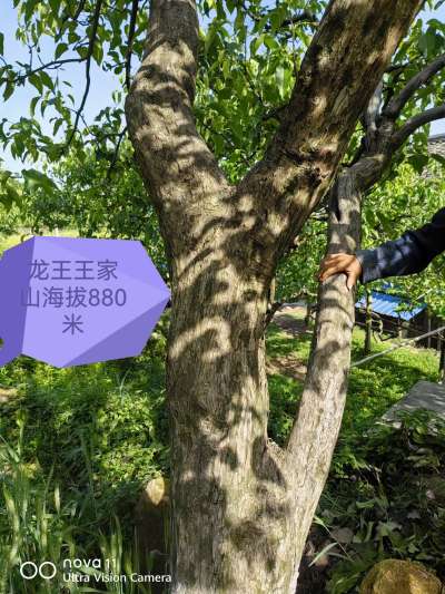 海拔880多米的苍溪雪梨，树龄近70年，自然援粉