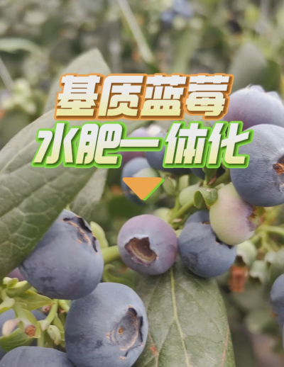 基质蓝莓水肥一体化系统，华维灌溉成套好用。