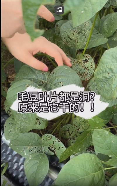 毛豆叶片都是洞，原来不是青虫吃的？