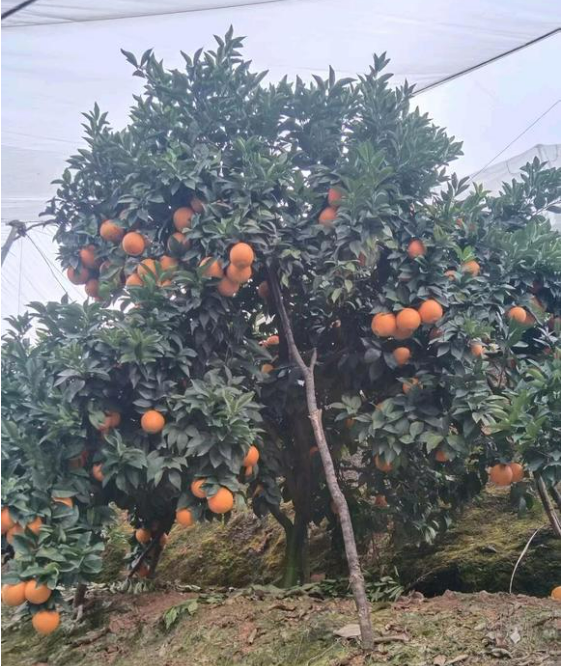 江西赣州寻乌的脐橙🍊、蜜橘🍊，咱家的赣南脐橙和寻乌蜜橘都是爸妈在自家果园防虫网棚
