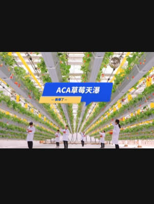 自由升降、追光生长。#ACA草莓天瀑，美爆了！向天再借500平！#ACA可控农业 #华维集团 #数字农业