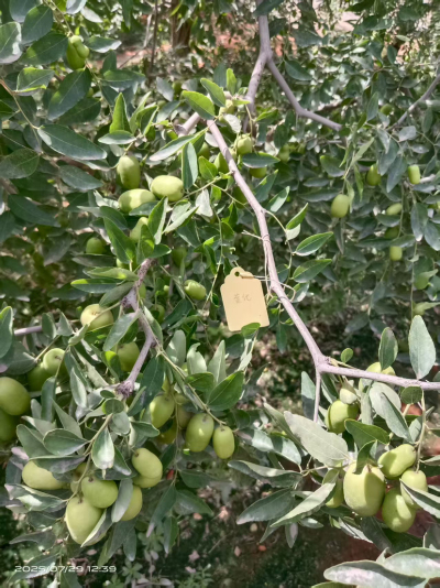 这是棵黄化树，艾乐根处理，100毫升，树盘开浅沟（10㎝），兑水35斤冲施，埋沟。现在产量很棒