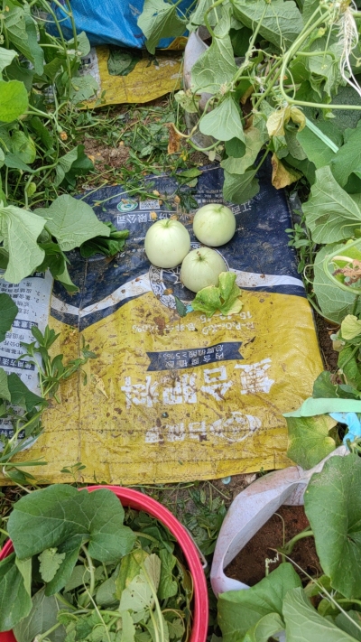 株洲市芦淞区白关镇丽莉张姚家坝甜瓜