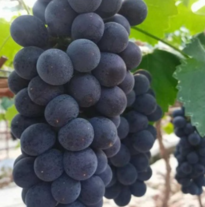 【巨峰葡萄】精品河北巨峰葡萄 现采现摘，可对接各大商超
河北邢台夏黑葡萄来啦！颗