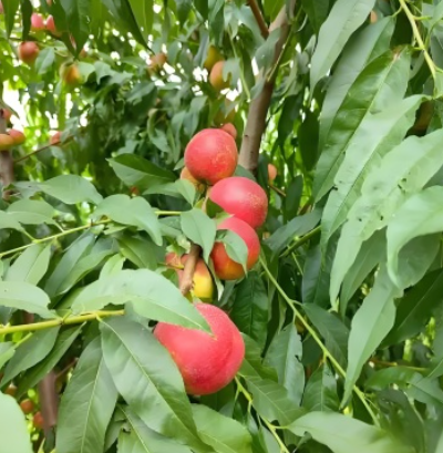 珍珠枣油桃5号珍珠枣油桃6号 珍珠系列陆续上市，产地有货