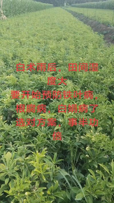 雨期过后白术病害要防治了
预防铁叶病，白娟病
现在也进入了膨大期
可以打膨大的