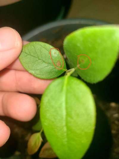 蓝莓叶斑病高温湿发，叶斑霉层致早落，农化生防结合控病保产