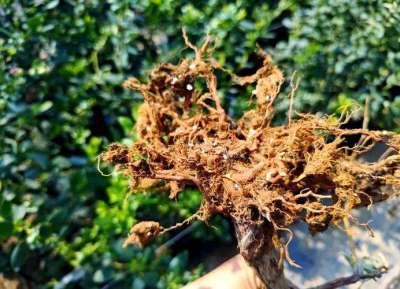 蓝莓根腐病镰刀菌致，根腐叶枯株萎，农化生防结合控病保产