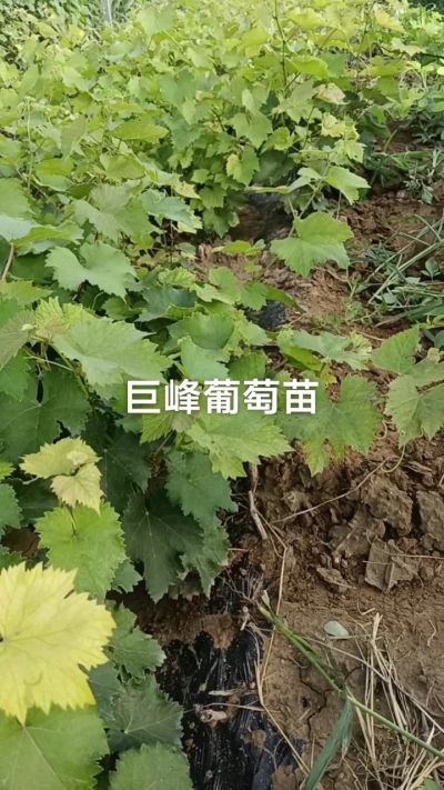 巨峰葡萄苗。一年扦插苗。需要联系。苗圃基地直销！需要联系18534302961