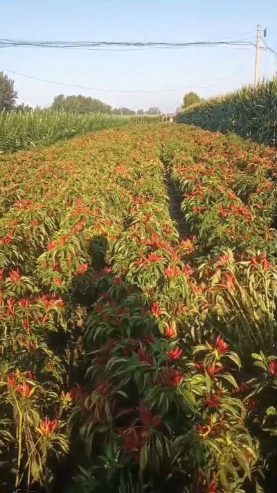 金樱一号辣椒，早熟，大果形，抗日灼，果子重