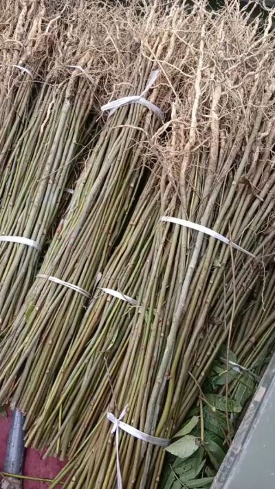 臭椿苗，一年子播苗，大量供应！苗圃基地直销。需要联系