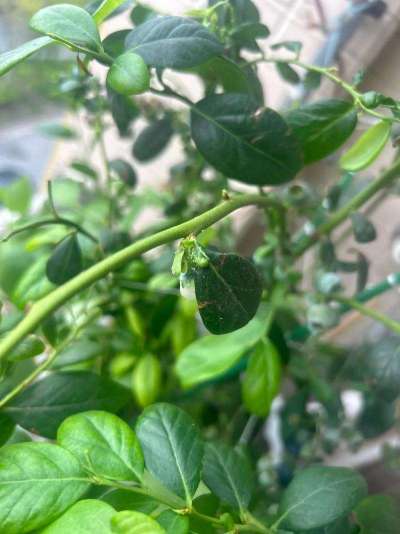 蓝莓白粉虱：从识别到防治的全指南