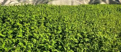 甘肃省兰州市永登县通远镇今年的荞麦价格3.5左右，大面积种植。