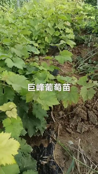 巨峰葡萄苗，优质种苗，一年扦插苗，需要联系18534302961