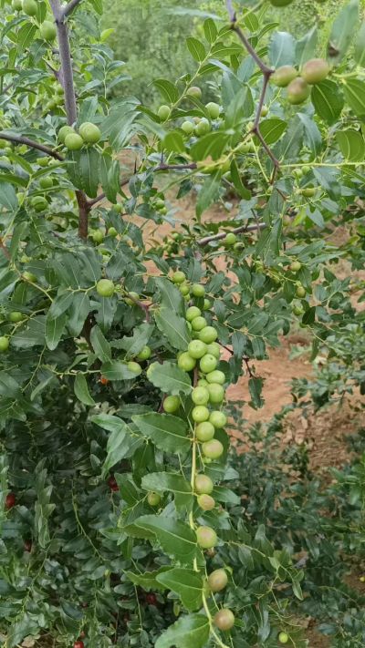 晋酸六号，药用酸枣高产苗。需要联系18534302961