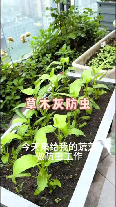 草木灰防虫，防根腐病