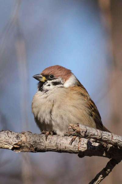 蓝莓鸟害啄果实，需多法驱鸟护产