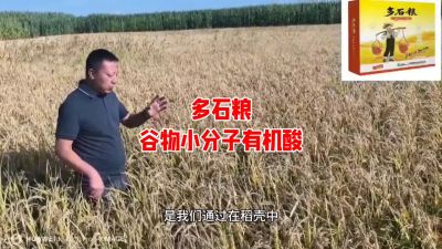 多石粮--谷物小分子有机酸
水稻/小麦，分蘖期 孕穗期 灌浆期 ，使用3次，增产看得见