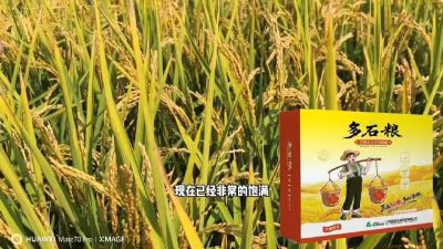 多石粮-谷物小分子有机酸，田间表现。
剑叶挺拔，灌浆饱，千粒重，上粮快。