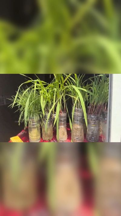 微生物菌剂，出厂前每克添加5亿微生物。最新实验生根育苗，保证不烧苗，促进毛细根增长，抑制病虫害，疏松土壤，保水保肥。近期需要用肥的老板提前联系，19331068337微信同步。