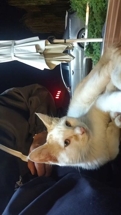 这是我在野外今年春天开始喂养的小猫🐈🐱🐱🐱🐱🐱🐱🐱🐱🐱🐱🐱很可爱