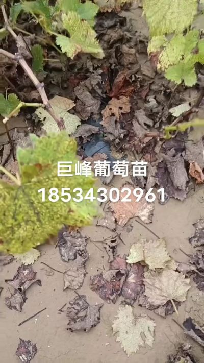 巨峰葡萄苗，一年扦插苗，苗圃基地直销！需要联系18534302961