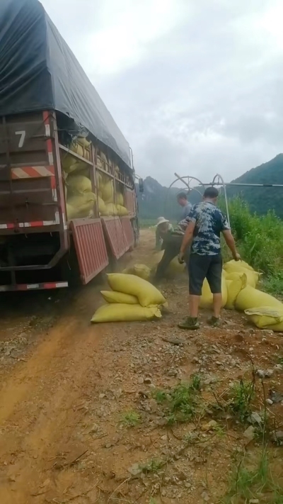 种植前先撒草木灰犁地，调节土壤，增加土壤肥力
#农业种植
