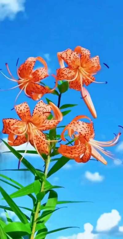 美丽的花散发幻清香，难己释怀。