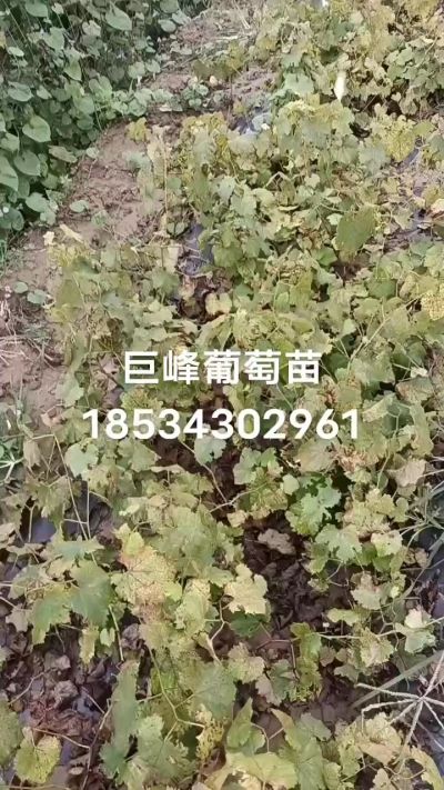 出售早熟巨峰葡萄苗。药用连翘苗，科研五号优质种苗，2/5年苗，药用连翘树，挂果树，全国包邮到家！财富密码18534302961