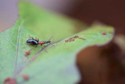 甘薯小象甲的危害与识别