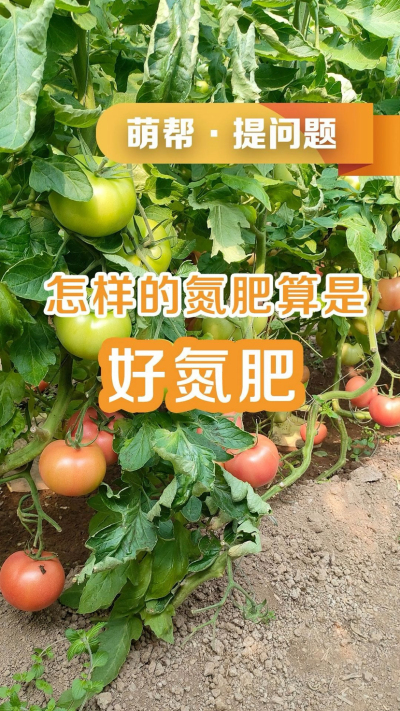 怎样的氮肥算是好氮肥