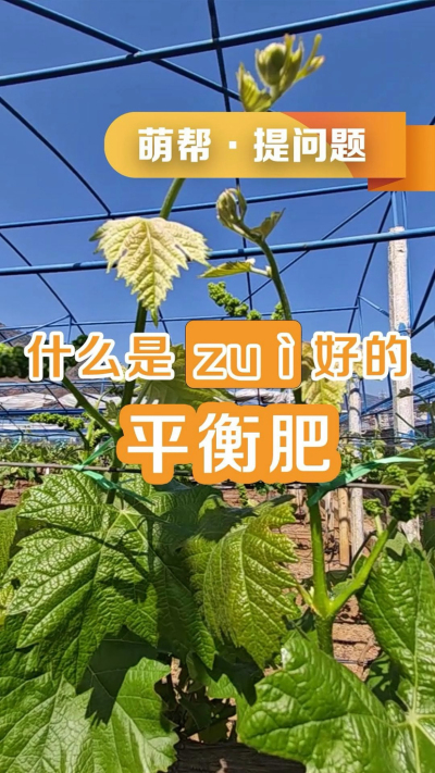 什么是最好的平衡肥