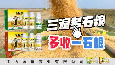 冬季种植，油菜，小麦，草莓等作物的，出现了除草剂药害，黄叶，僵苗，苗不长等问题，马上用多石粮，确保5天见到效果。