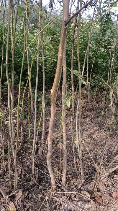 出售臭椿苗，巨峰葡萄苗。药用连翘苗，科研五号优质种苗，2/5年苗，药用连翘树，挂果树，全国包邮到家！财富密码18534302961