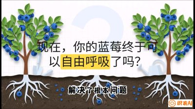 第3节：别把树&ldquo;憋死&rdquo;&mdash;&mdash;正确的定植与换盆手法,   课程：《蓝莓&ldquo;高产&rdquo;实战课：从选苗到丰收的10个关键点》