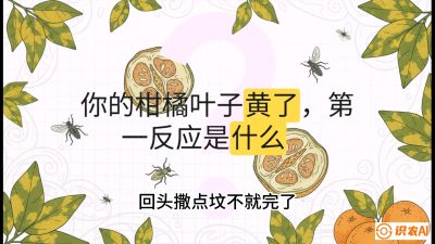 第一节：保命生死线&mdash;&mdash;黄龙病与木虱，课程：《柑橘十大病虫害：从入门到精通》