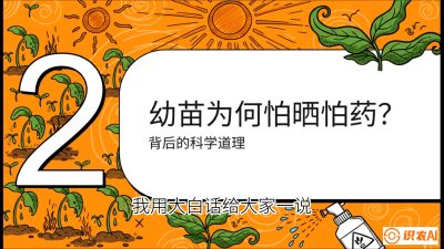 第02节：幼树管理&mdash;&mdash;&ldquo;防晒又防草，树势起得早&rdquo;，课程：《槟榔种植：从不懂到精通的10堂必修课》