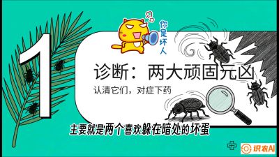 第06节：顽固虫害防治&mdash;&mdash;&ldquo;钻心虫与红蜘蛛，打准时间才服输&rdquo;《槟榔种植：从不懂到精通的10堂必修课》