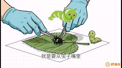第07节：虫口夺叶（下）&mdash;&mdash;不得不打药时的&ldquo;解毒术&rdquo;，课程：《桑海淘金：桑树高产与蚕桑安全进阶实战课》
