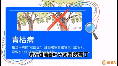 第08节：看不见的杀手&mdash;&mdash;青枯病与萎缩病，课程：《桑海淘金：桑树高产与蚕桑安全进阶实战课》