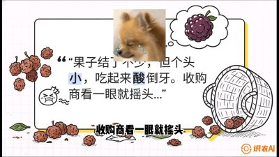 第10节：甜蜜的科学&mdash;&mdash;膨大、增甜与转色，课程：《桑海淘金：桑树高产与蚕桑安全进阶实战课》