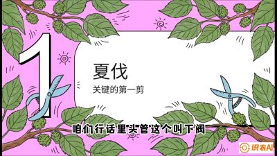 第11节：叶果双收&mdash;&mdash;特殊的夏伐与冬伐，课程：《桑海淘金：桑树高产与蚕桑安全进阶实战课》